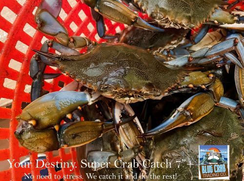 Blue Crabs and the Crab Nets - Boxhill Crabcakes