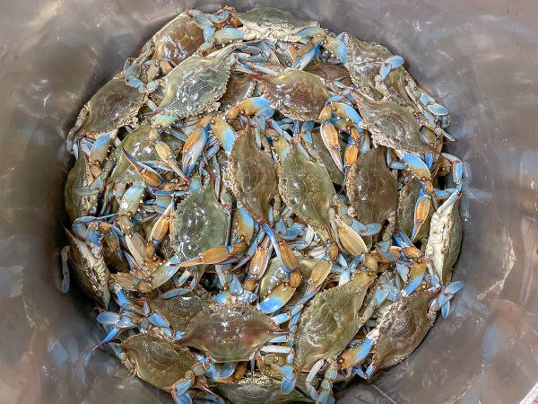 [STEAMED] 1/2 Bushel Male Maryland Hard Shell Blue Crabs