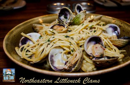 Northeastern Littleneck Clams