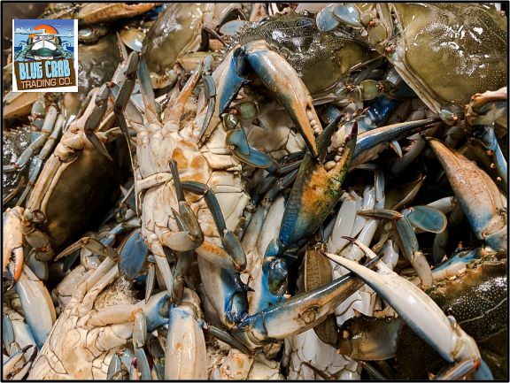 1 2 Bushel Maryland Blue Crabs Live 5 Mallets 1 Lb Crab Spice 5 Crab Bibs 5 Crab Knives